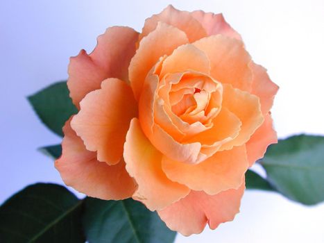 Perfect fresh orange rose displayed with green leaves on a white studio background, high angle view of the petals