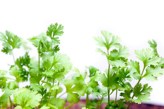 Fresh coriander plants growing in a container with close up detail of the leaves over white