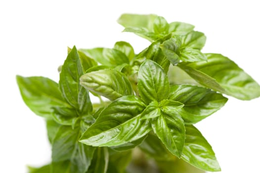 Fresh basil plant whose leaves are used extensively in cookery as a garnish and as a herb seasoning ingredient isolated on white