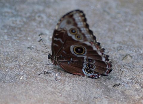 macro image of a buckeye butterfly Junonia coenia