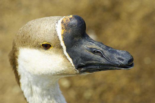 Close-up of a domestic Brown Goose