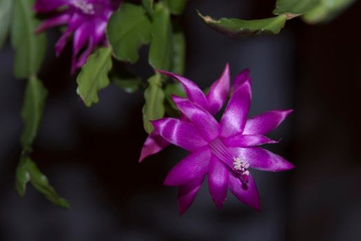 a christmas cactus plant in flower