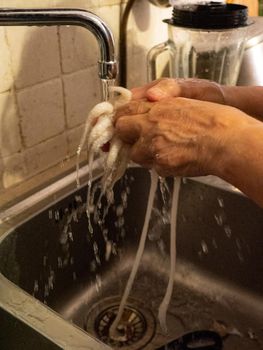 cleaning a raw adriatic cuttlefish at home in Numana, Marche, Italy