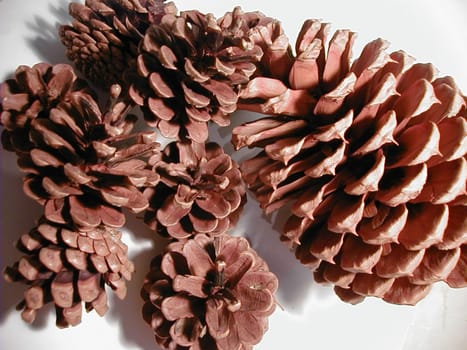 Assorted pine cones in different sizes heaped in a pile on white, close up view from above