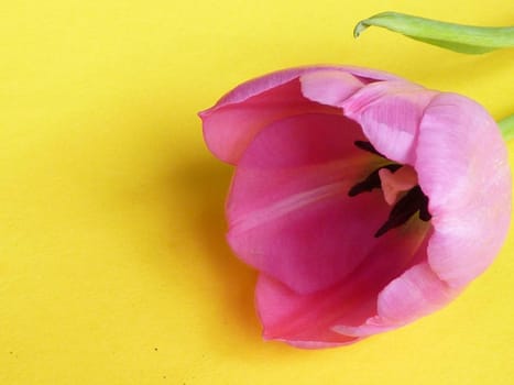 Pink tulip flower head in close-up on yellow surface background with copy space for text