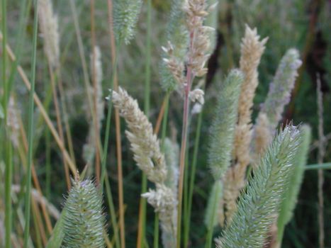 a background of seed heads growing in a meadow in summer