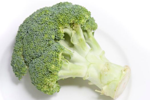 Head of fresh raw broccoli lying on a white plate showing detail of the edible stalk and florets in this healthy vegetable