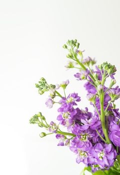 Very beautiful matthiola flowers, beautiful lavender color, bouquet on a white background, place for an inscription