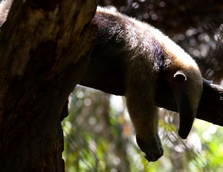 an anteater sleeping in a tree during the midday sun