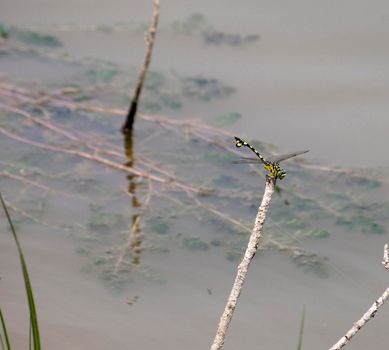 brightly coloured dragon fly perched on a twing sticking out a still pond