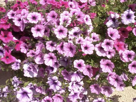 Colorful display of purple and pink petunias growing outdoors in a garden in summer