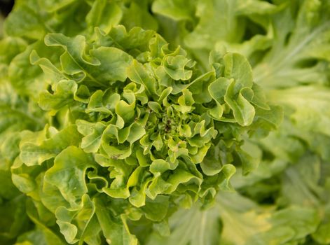 top view of growing lettuce, organic natural background.