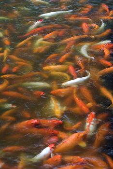 A pond full of various orange and white varieties of koi carp