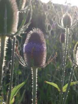 teasel seed heads in summer evening sunlight