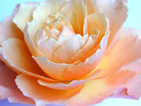 Macro view of the center of an orange rose with its delicate petals, romantic background for Valentines Day or an anniversary