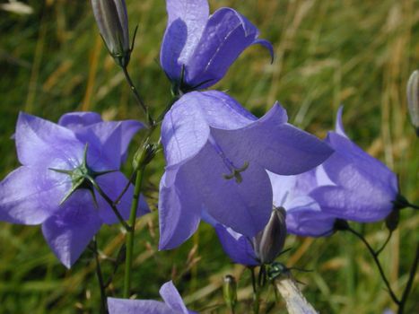 pretty blue harebell flowers in a summer meadow