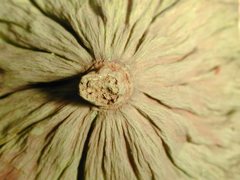 abstract macro image of  a green dyed plant