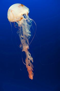 Jellyfish with long trailing tentacles swimming underwater in a marine aquarium display