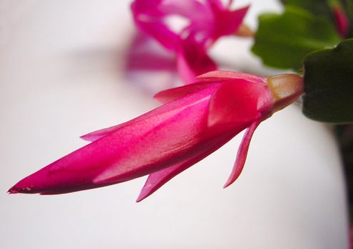 Bright pink flower newly sprouted from a christmas cactus