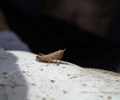 macro image of a grass hopper