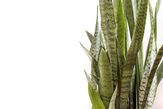 Variegated sword like leaves of a Snake Plant or Sansevieria over a white background with copy space viewed close up