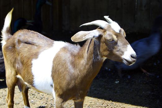 Small brown goat closeup