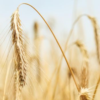 Dry ripe rye spicas of meadow field. Rural scenery, natural background. Agriculture, organic food production, harvest, healthy food, botany, nature, wallpaper concept. High quality photos