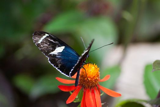 a butterfly feeding on a flower head