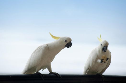 sulphur crested cockatoos - Cacatua galerita, one eating a cracker, the other looking on jealousy