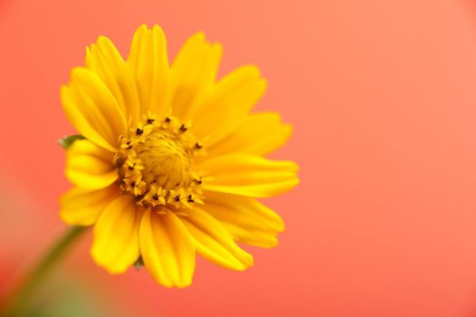 Beautiful yellow flower head in bloom as close up with light orange background. Includes copy space.