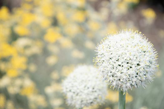 natural flower background, leek and onion inflorescence against blurred yellow curry flowers High quality photo