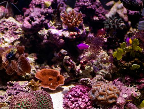 an array of different coloured tropical corals