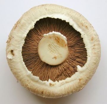 Culinary edible fresh brown field mushroom , agaricus button mushroom or portobello mushroom viewed from below with the gills visible inside the cap, closeup view