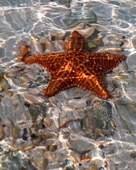 a starfish in shallow crystal clear water