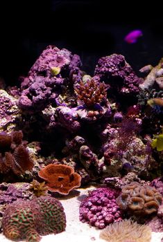 an array of different coloured tropical corals