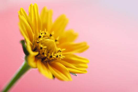 Yellow daisy or calendula flower close-up over pink background with copy space, spring background concept