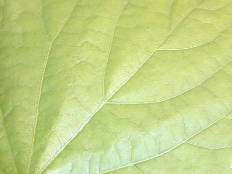 Background close up texture of a green leaf showing the fine tracery of the veins in a full frame view