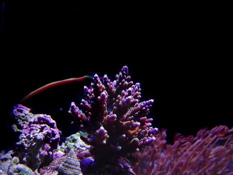 a selection of hard corals against a black background, staghorn and heteroxenia polyps