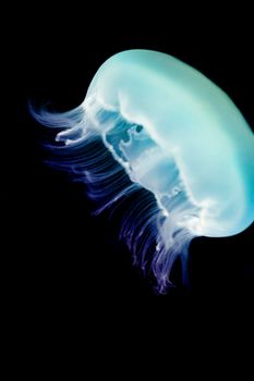 Closeup of a Moon jellyfish, or common jellyfish of the Aurelia species, swimming underwater in a marine aquarium with copyspace