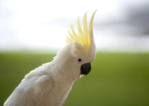 a sulphur crested cockatoo displaying its yellow crest