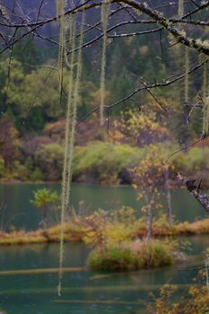 Scenic Close Up of Lichen Hanging from Tree Branches in Lush Wetland Area of China Wilderness with View of Water and Forest in Background