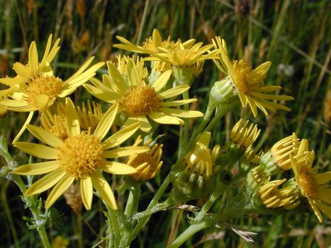 Nature Detail of Bright Yellow Wild Flowers Growing in Grassy Field on Sunny Day