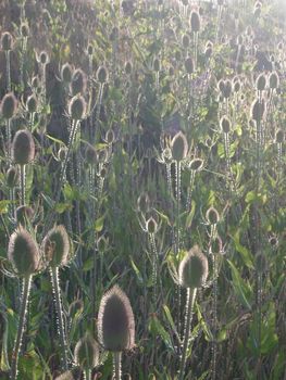 teasel seed heads in summer evening sunlight