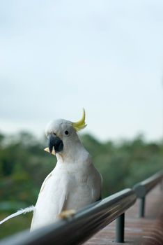 a sulphur crested cockatoo perched on a balcony ledge eating a cracker