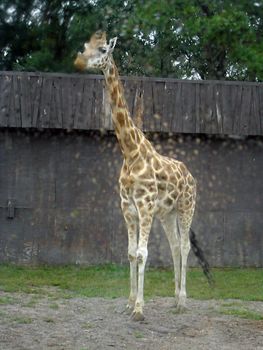 giraffe image snapped on a zoo tour on a wet day