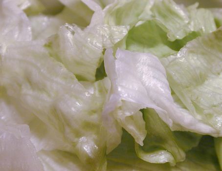 Close up on sliced pieces of iceberg lettuce leaves as background about food and nutrition
