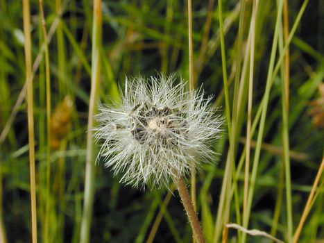 Old dandelion clock missing half its seeds on their delicate umbrella like parachute to waft away in the wind
