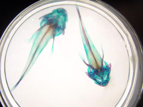 x-ray style image of fish bones
