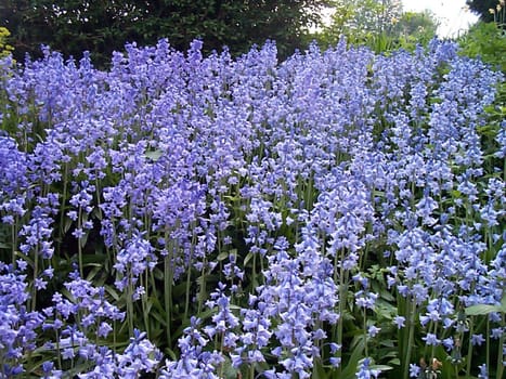 High angle view of dazzling bluebells (Hyacinthoides non-scripta) growing in a field