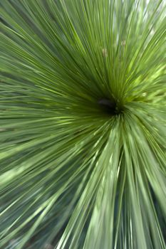 Close up overhead view of outdoor bundle of grass with sun shining above